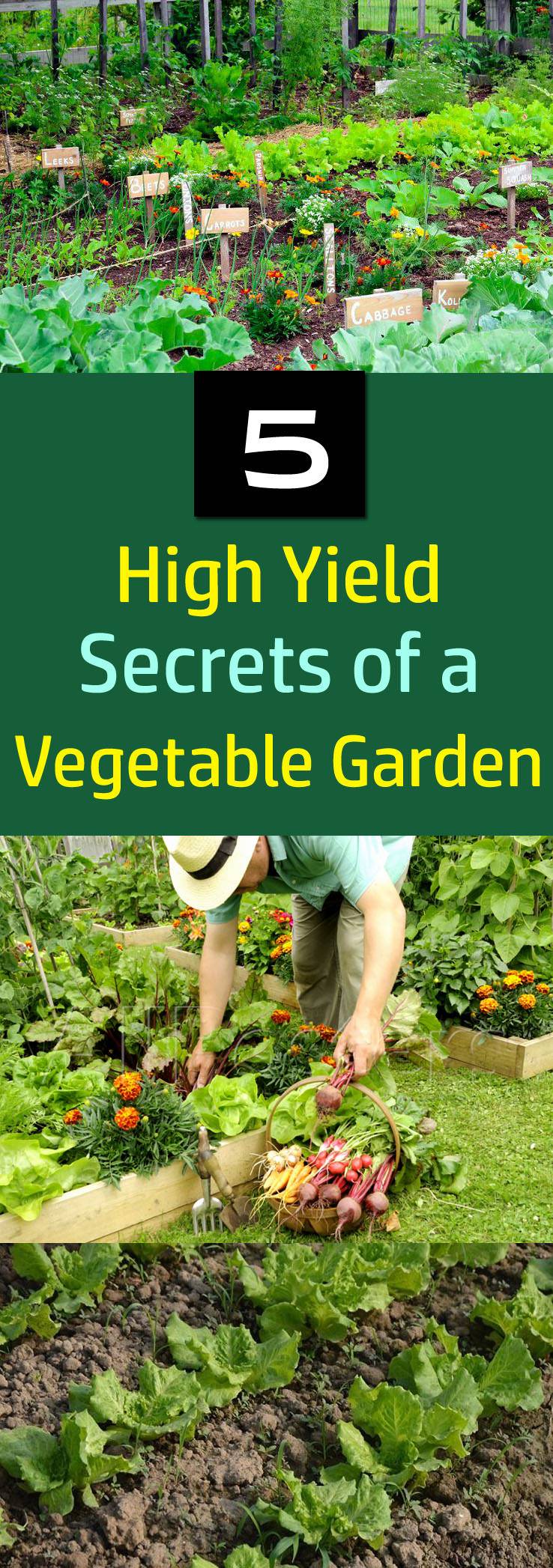 Vertical Vegetable Garden Ideas