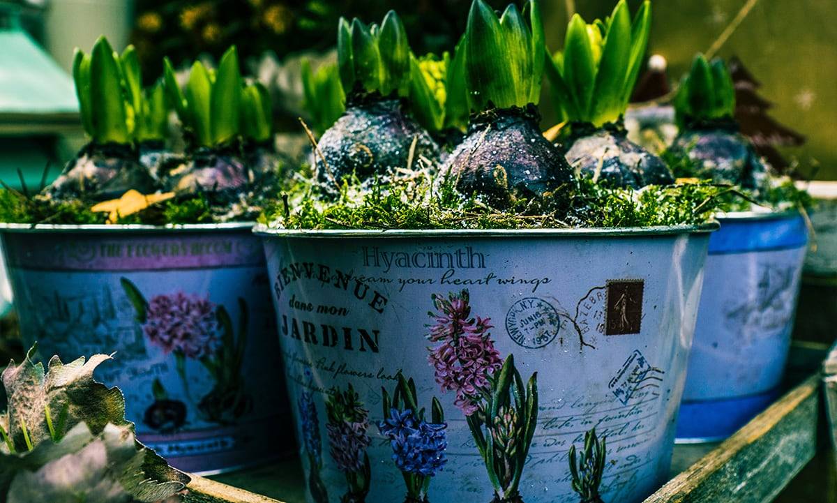 Gardening Secrets Experts
