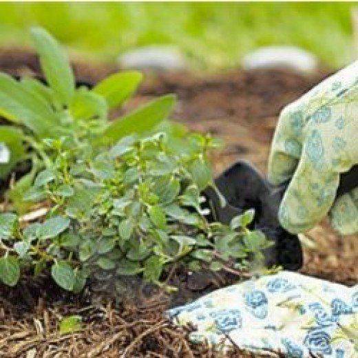 Beginner Gardening Secrets You Need To Know Q A