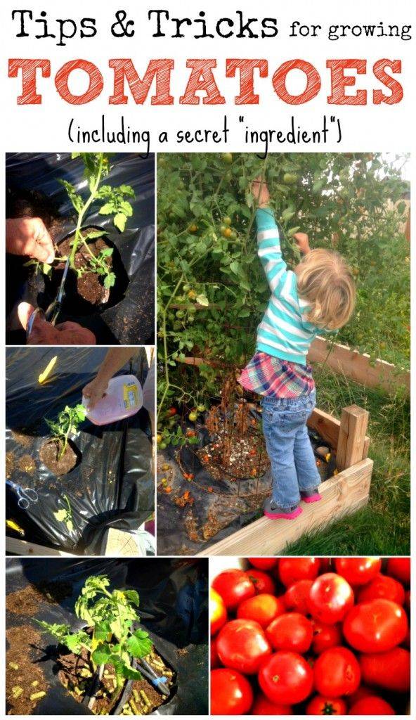 Beginner Gardening Secrets You Need To Know Q A