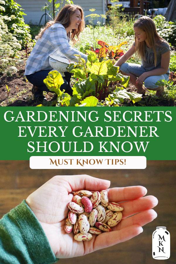 Container Gardening Secrets