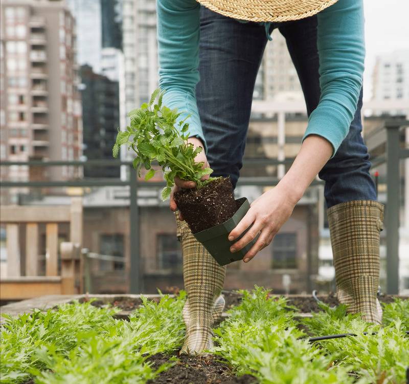 Diy Backyard Secrets Diy Backyard