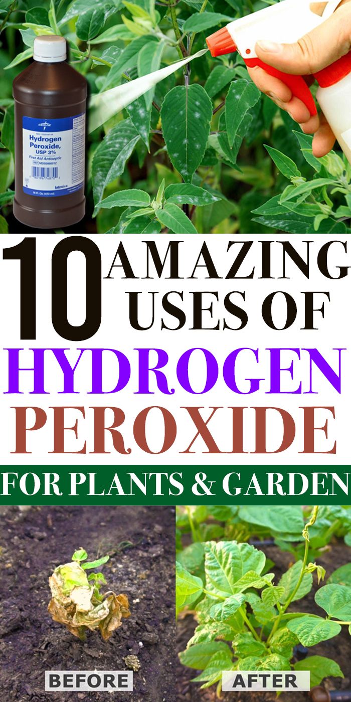 24 Hydrogen Peroxide in the Garden Ideas You Gonna Love SharonSable
