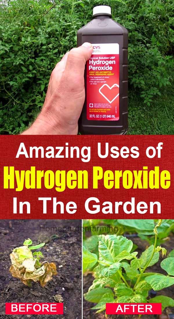 Unbelievable Hydrogen Peroxide Uses In Garden You Should Know Garden