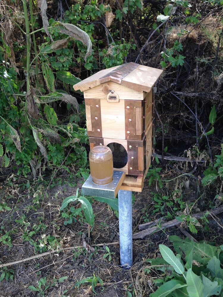 Best Bee Friendly Garden Designs