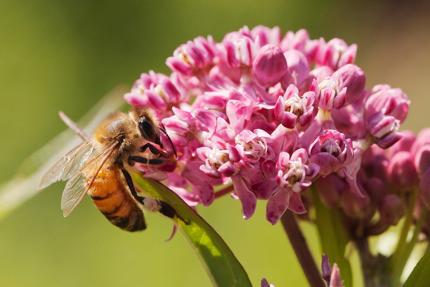 Best Bee Friendly Garden Designs