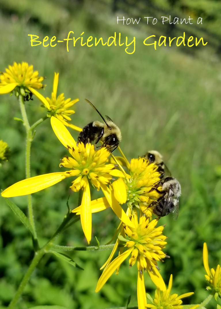 Home Honey Bee Garden Designs
