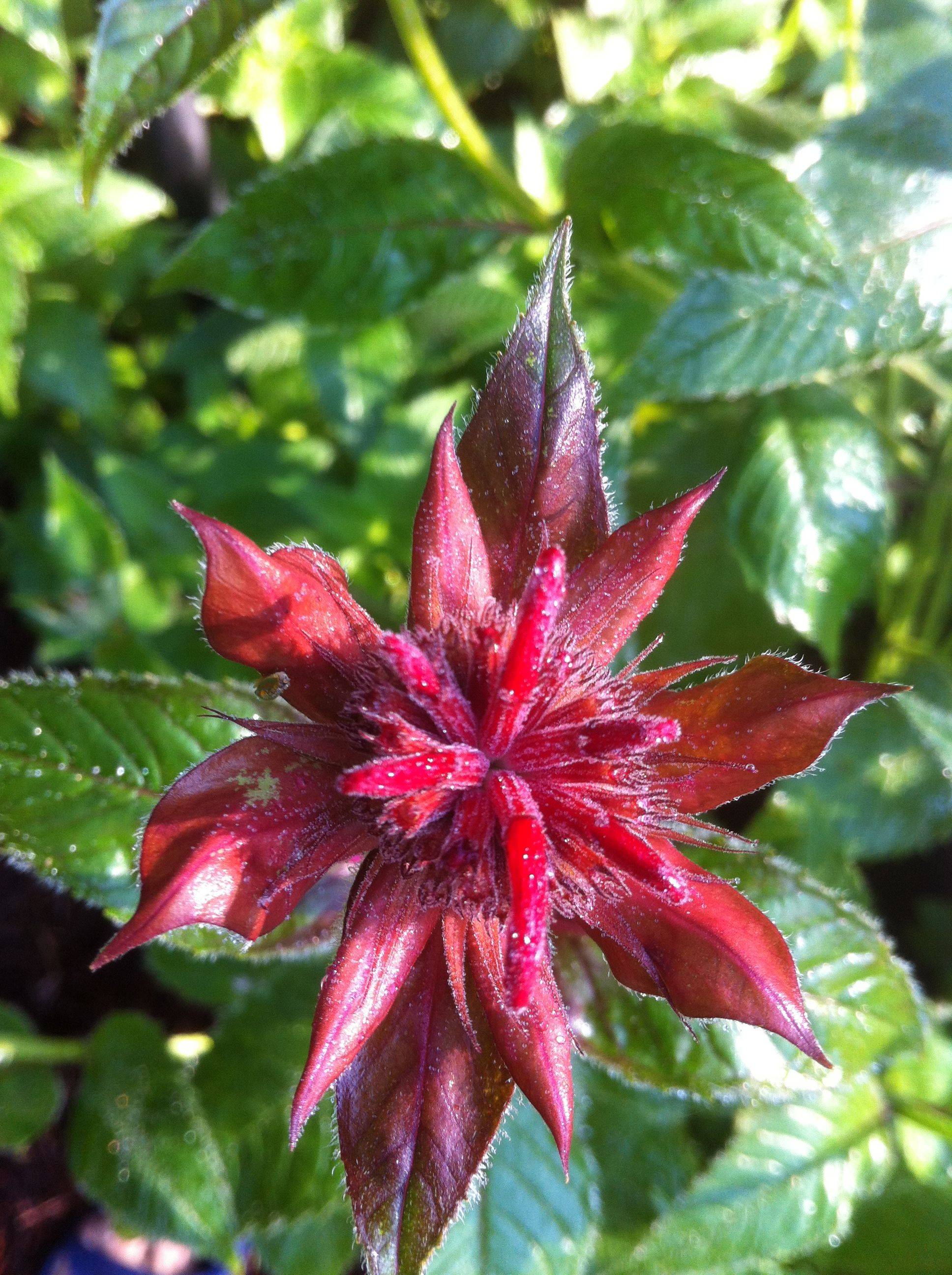 Bee Friendly Garden Ideas Flowers Perennials