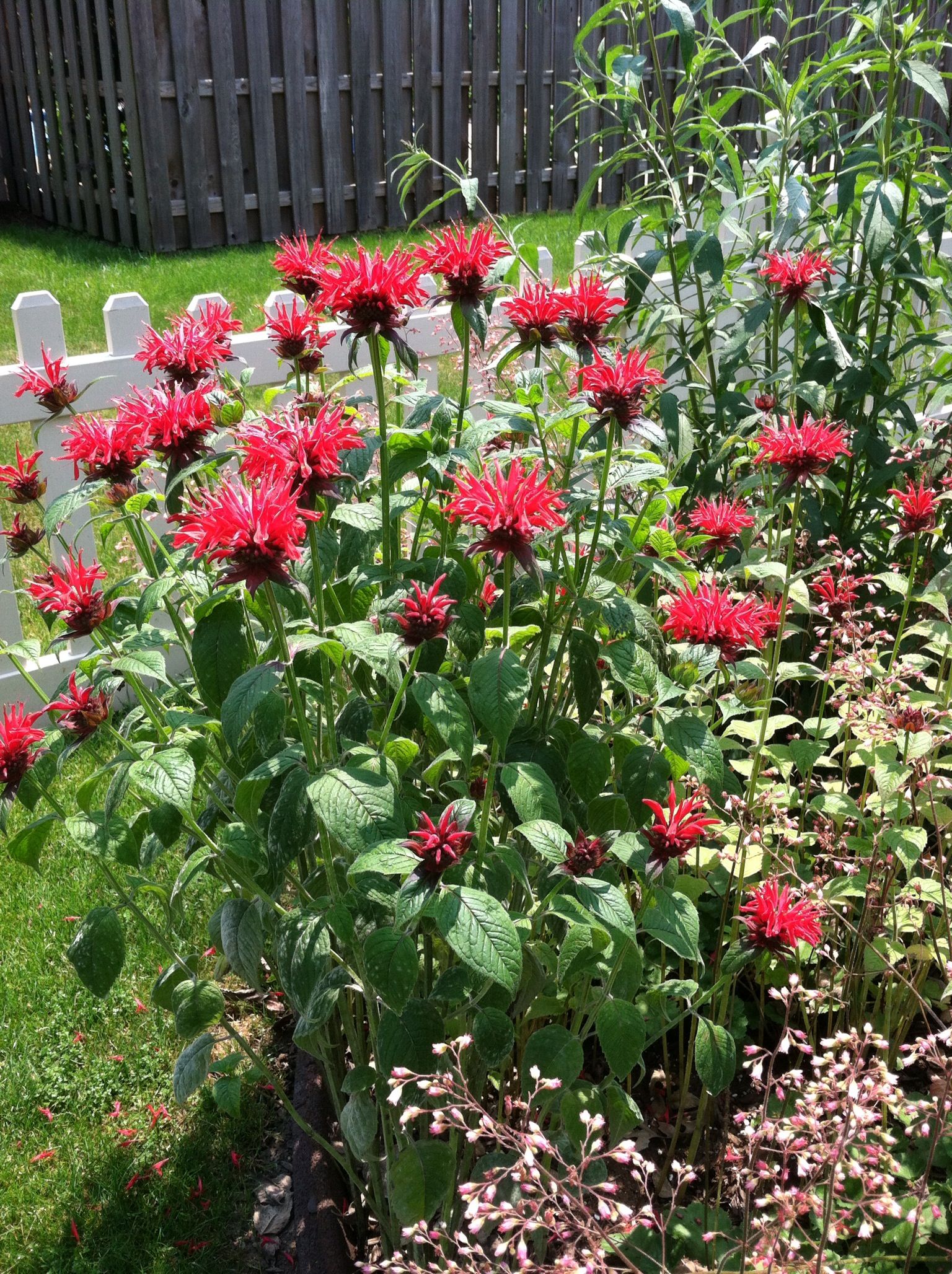 A Bee Garden Garden Projects