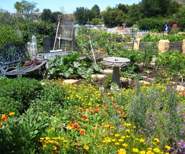 Mentorship Backyard Bee