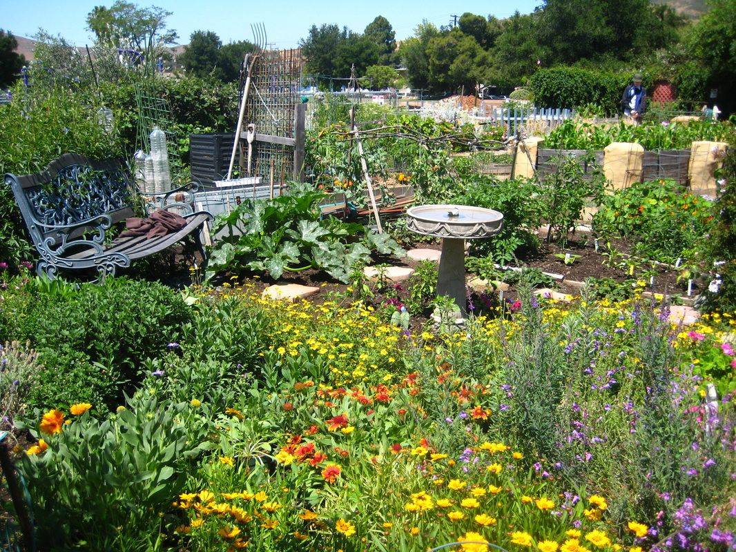 Best Bee Friendly Garden Designs