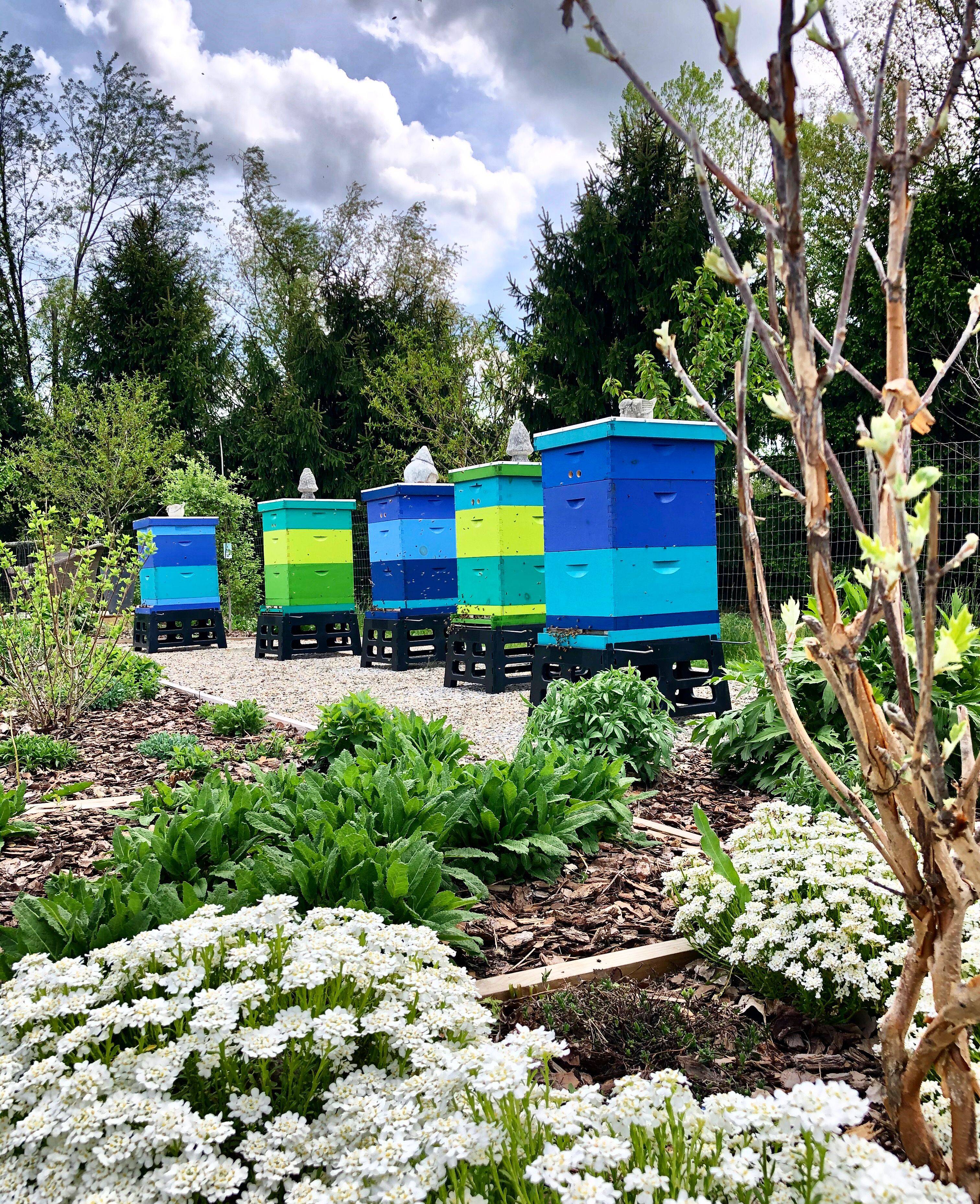 Best Bee Friendly Garden Designs