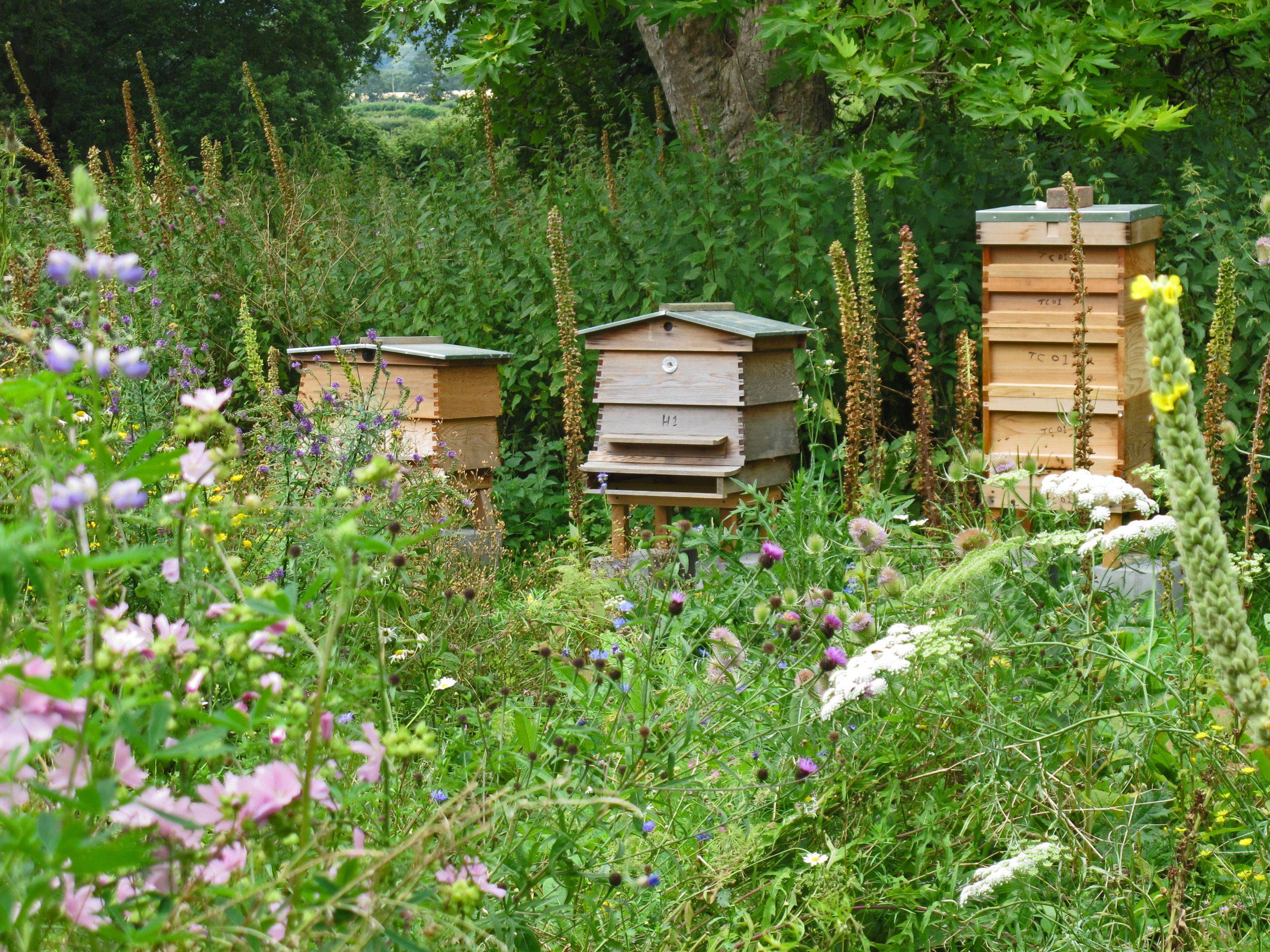 Honey Flow Hive Langstroth Wooden Beehive Home Bee