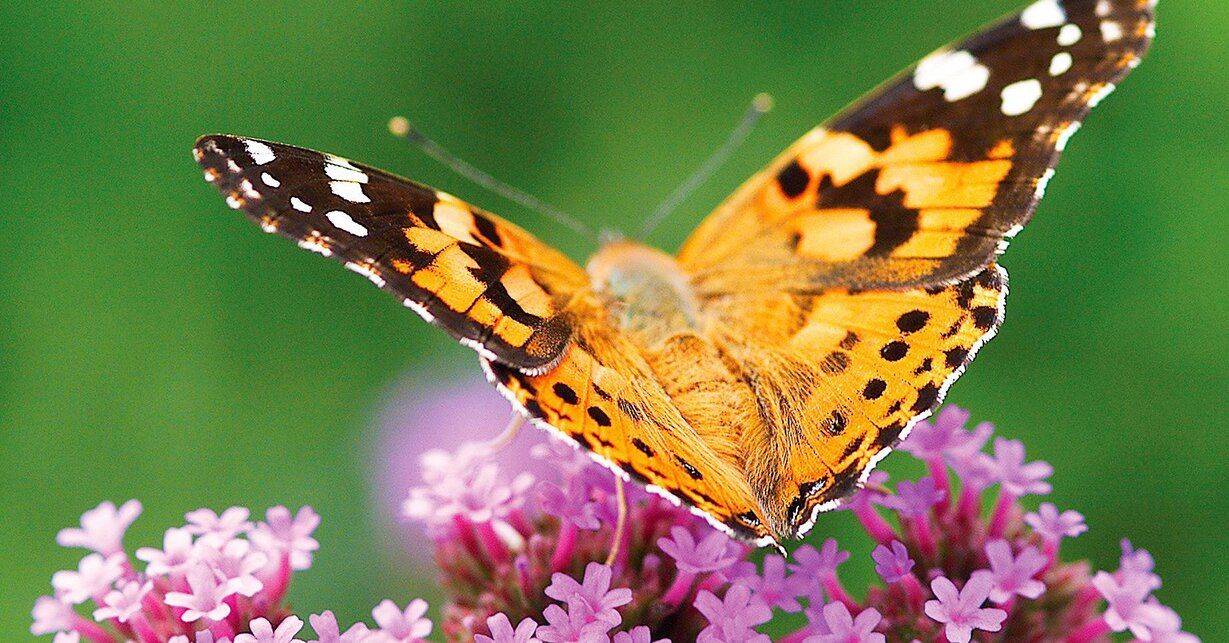 A Butterfly Garden Project