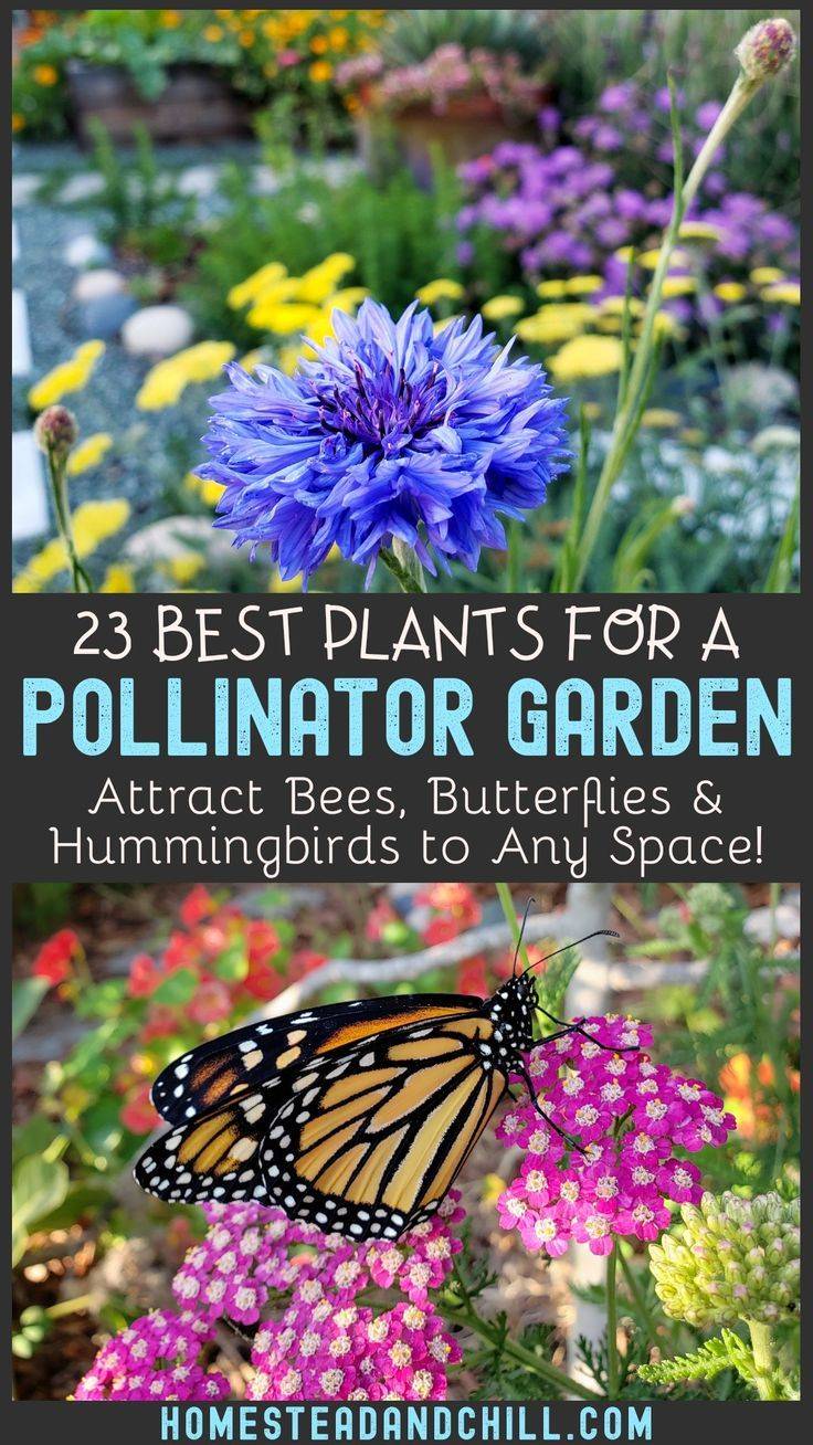 A Pollinator Garden