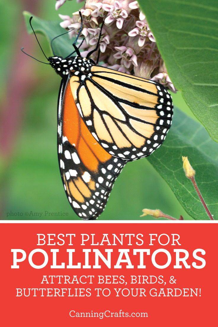 Just A Pollinator Garden Ecological Landscape Alliance