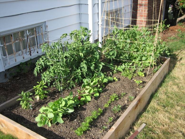 Advantageous Small Vegetable Garden Ideas