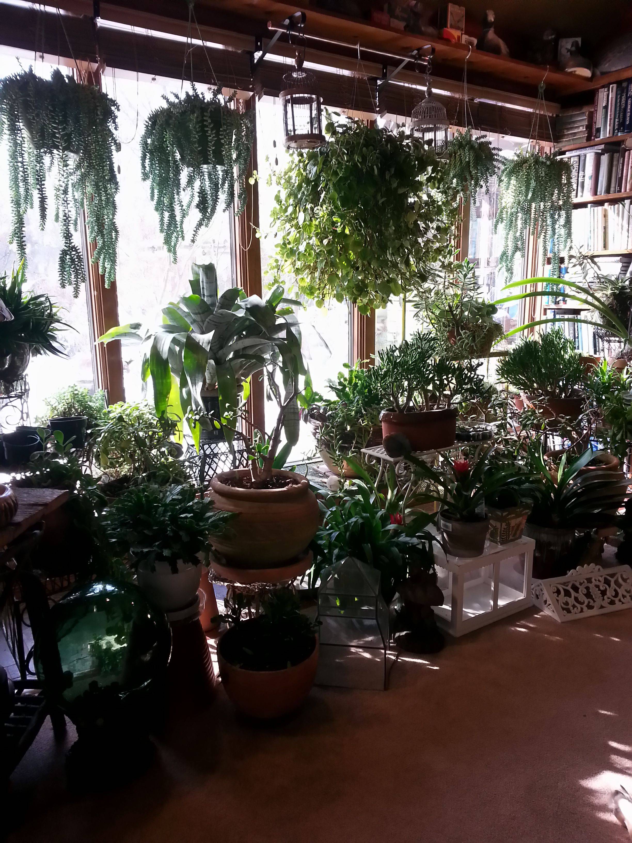 Inspiring Winter Container Gardening Ideas Magzhouse