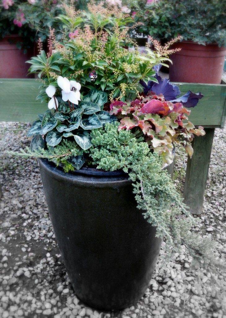 Container Gardening Ideas Fall Container Gardens Winter
