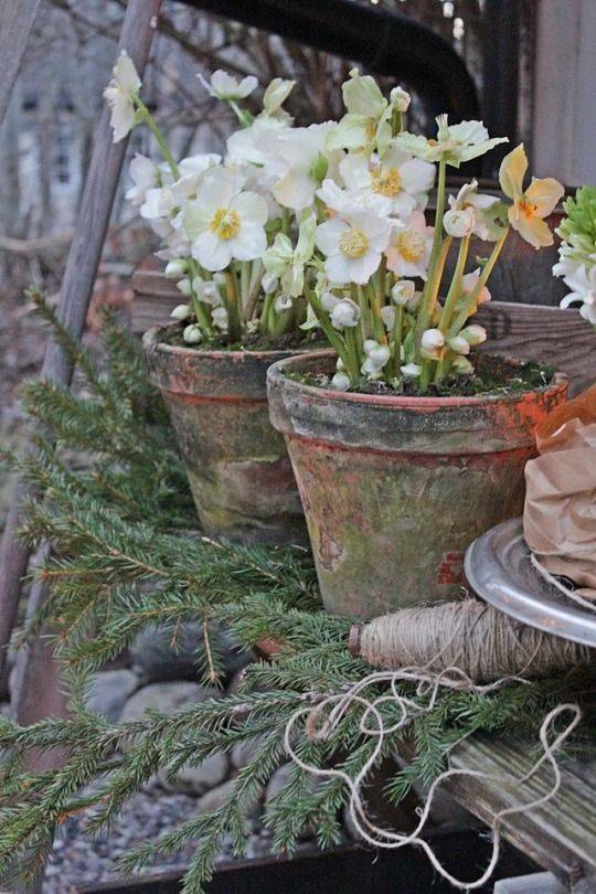 A Winter Garden