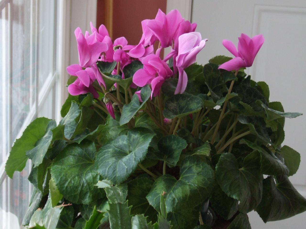 A Beautiful Container Garden
