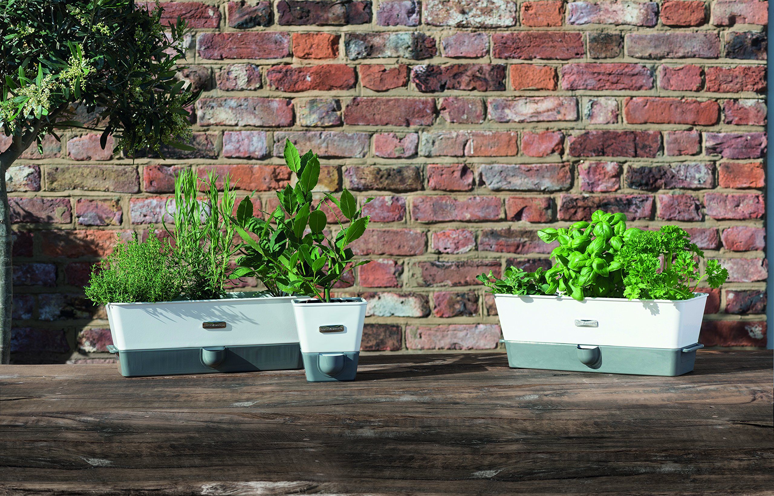 Selfwatering Mason Jar Indoor Herb Garden