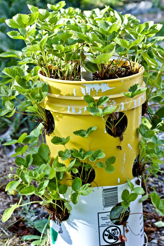Diy Vertical Garden Tower Hydroponic Farming