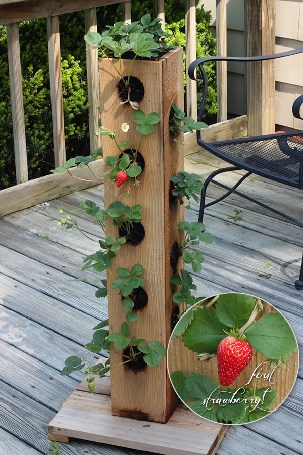 Containergardening Gardening