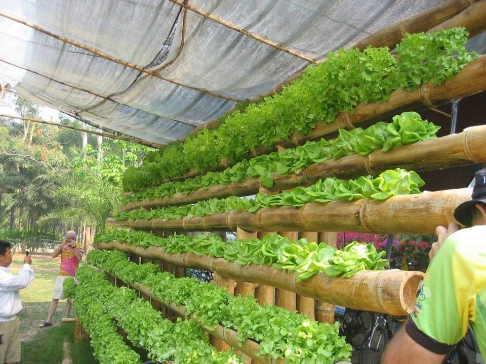 Bamboo Hydroponics