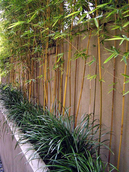 The Awesome And Lovely Bamboo