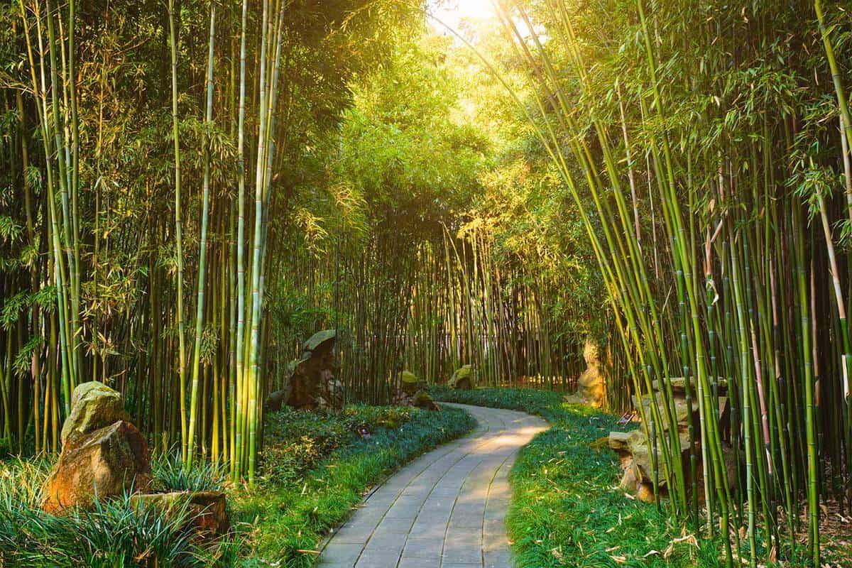 Bamboo Garden Ideas