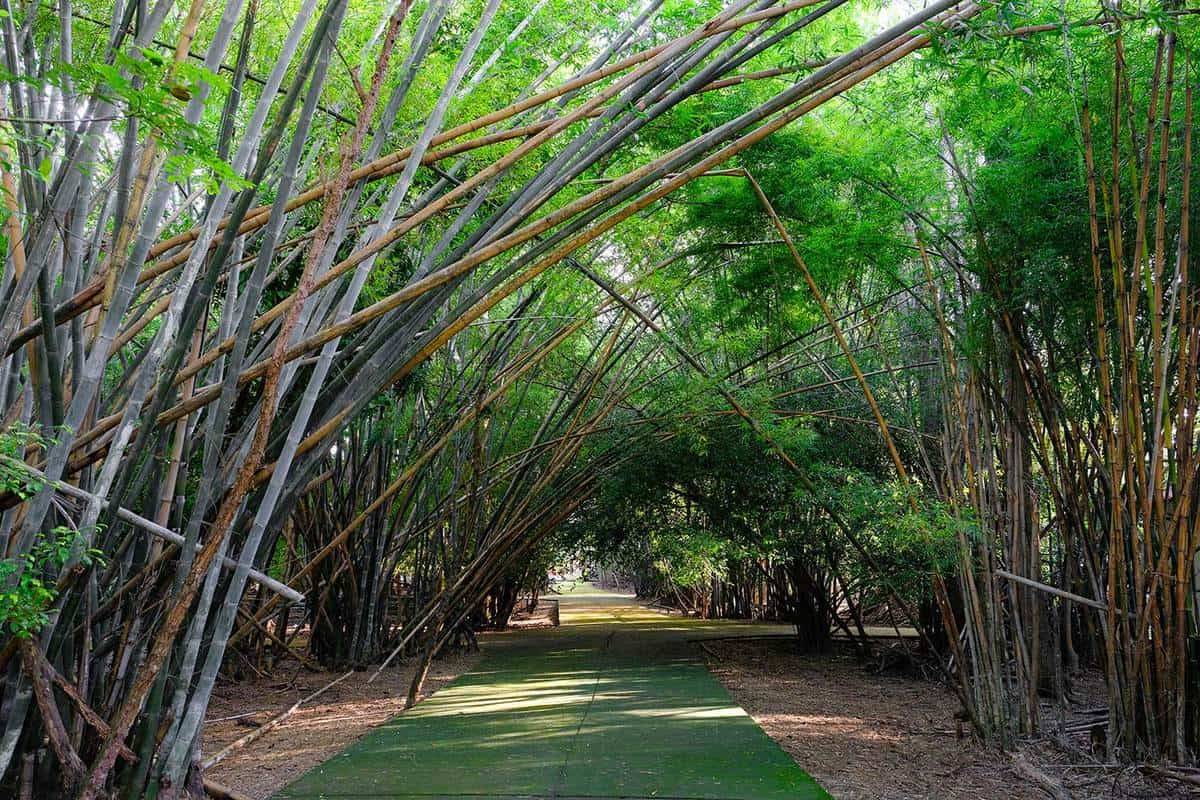 Bamboo Garden Ideas