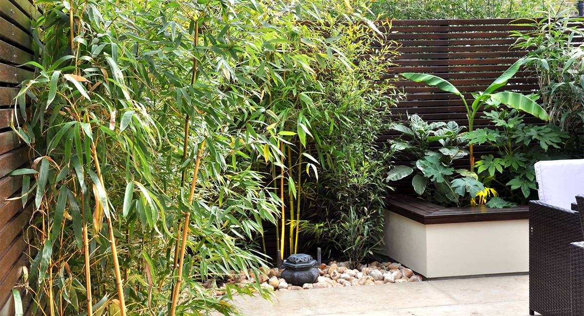 Bamboo Garden Ideas