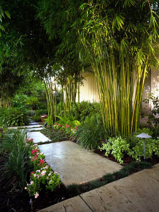 Bamboo In The Garden A Fascinating And Versatile Plant Houzz Home