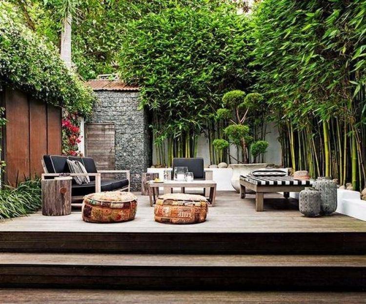 Bamboo Plants