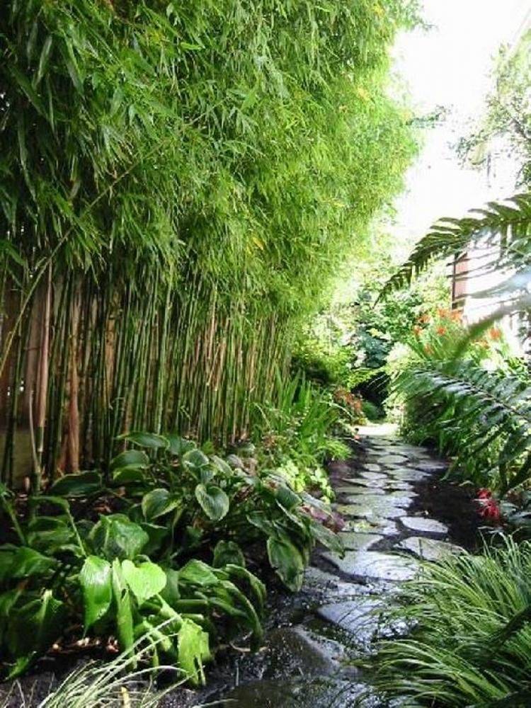 Bamboo Plants Massachusetts