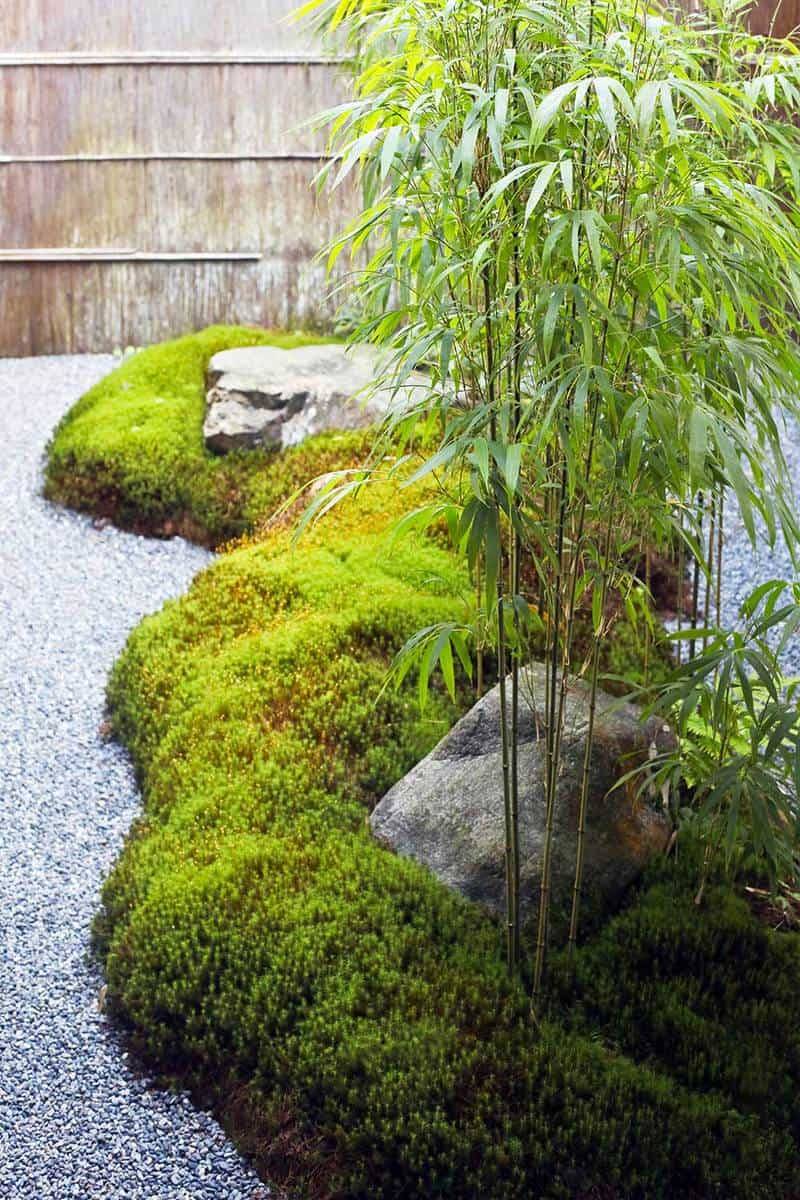 Modern Bamboo Gardening Ideas