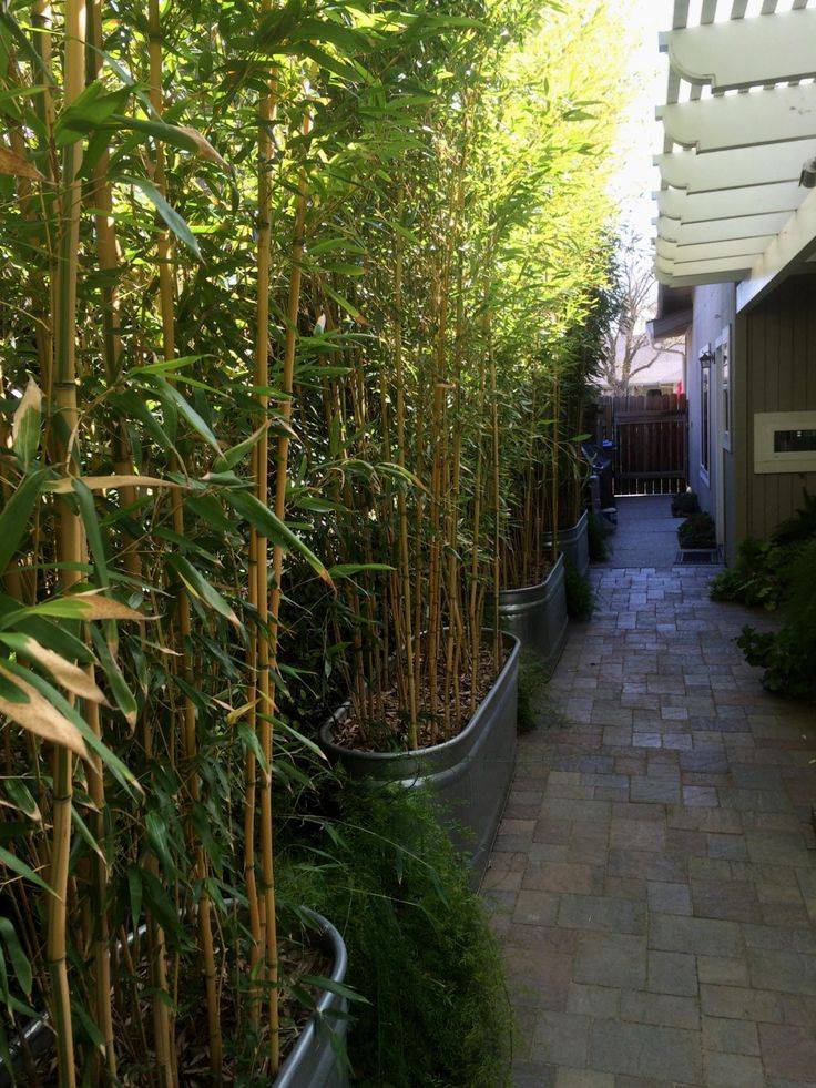 Tropical Garden Ideas