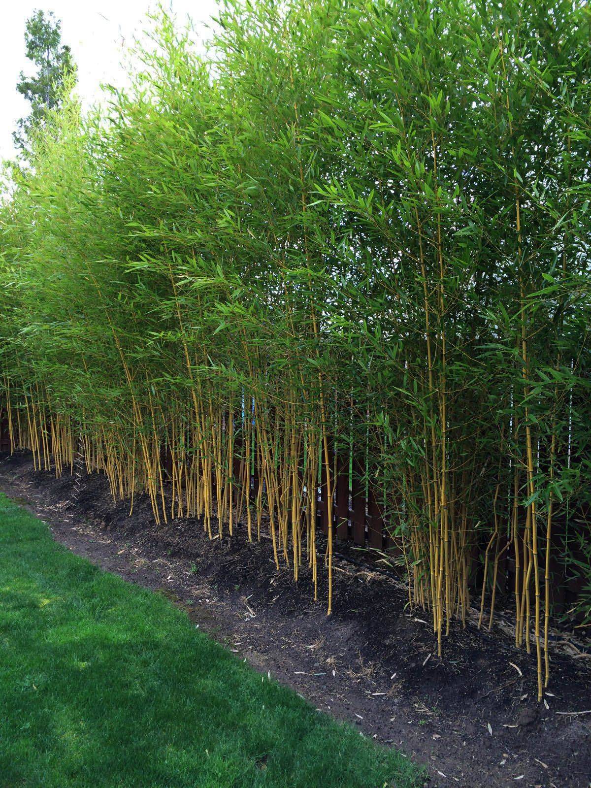 Important Garden Design Ideas