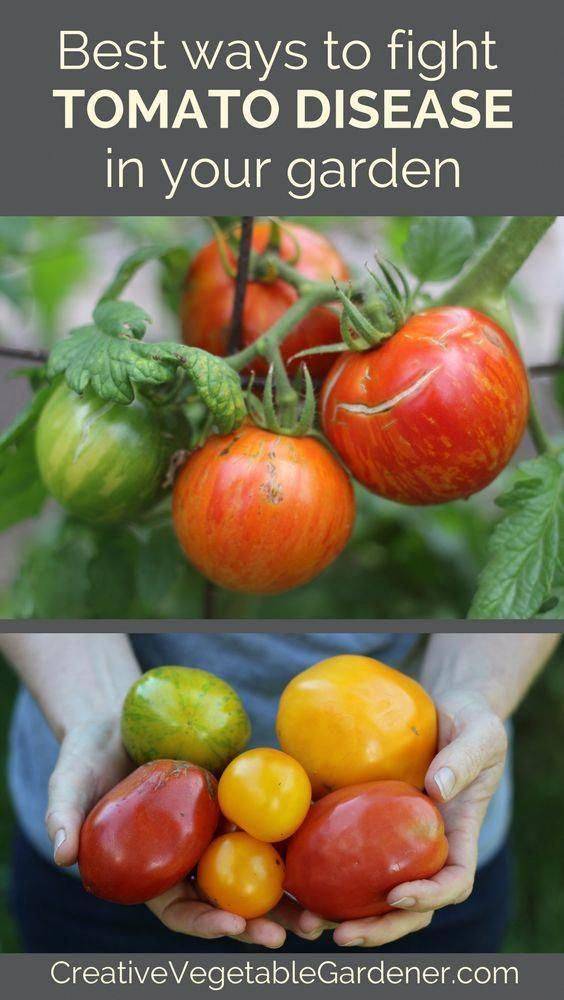 Your Garden Tomato Disease