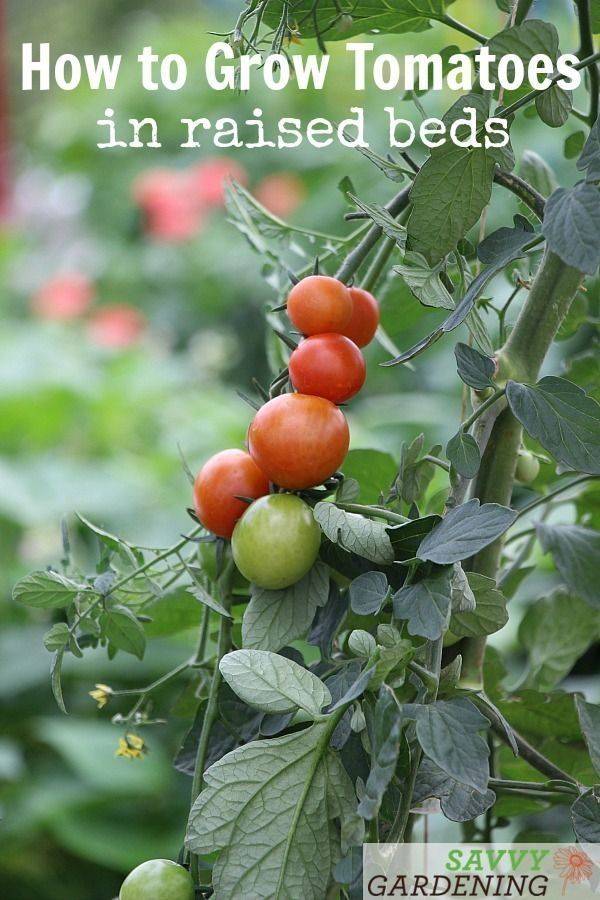 Growing Tomatoes Tips