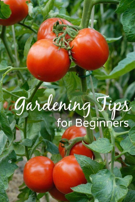 Vegetable Garden Tips