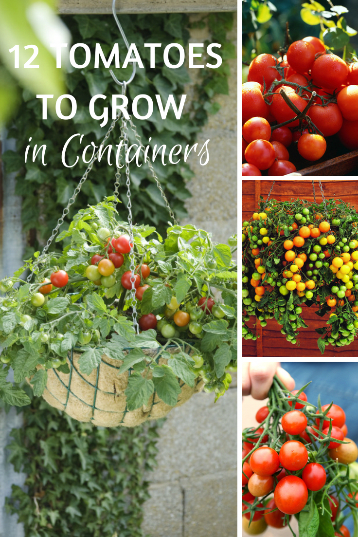 Tomato Growing Tips Recommended Tips Growing Tomatoes