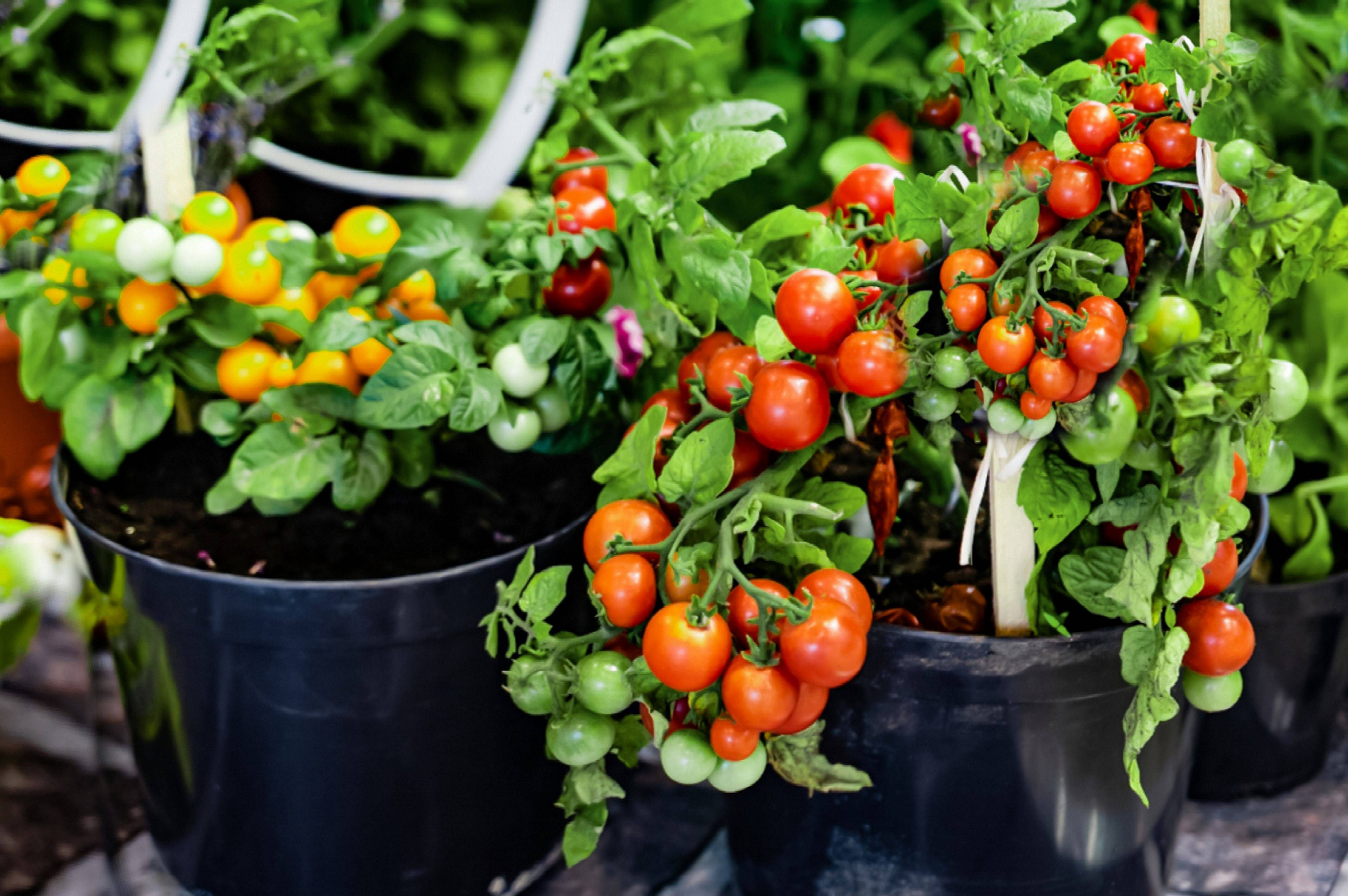 Tomatogarden Tomato Garden