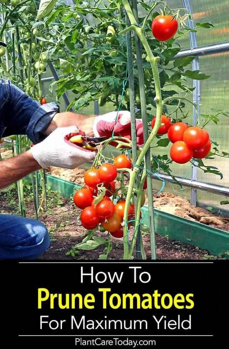 Top Tomato Growing Tips Growing Tomatoes