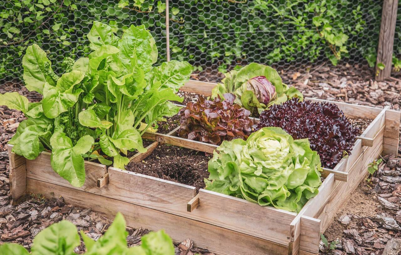 Fantastic Vegetable Garden Design Ideas You Should Try Garden Easy