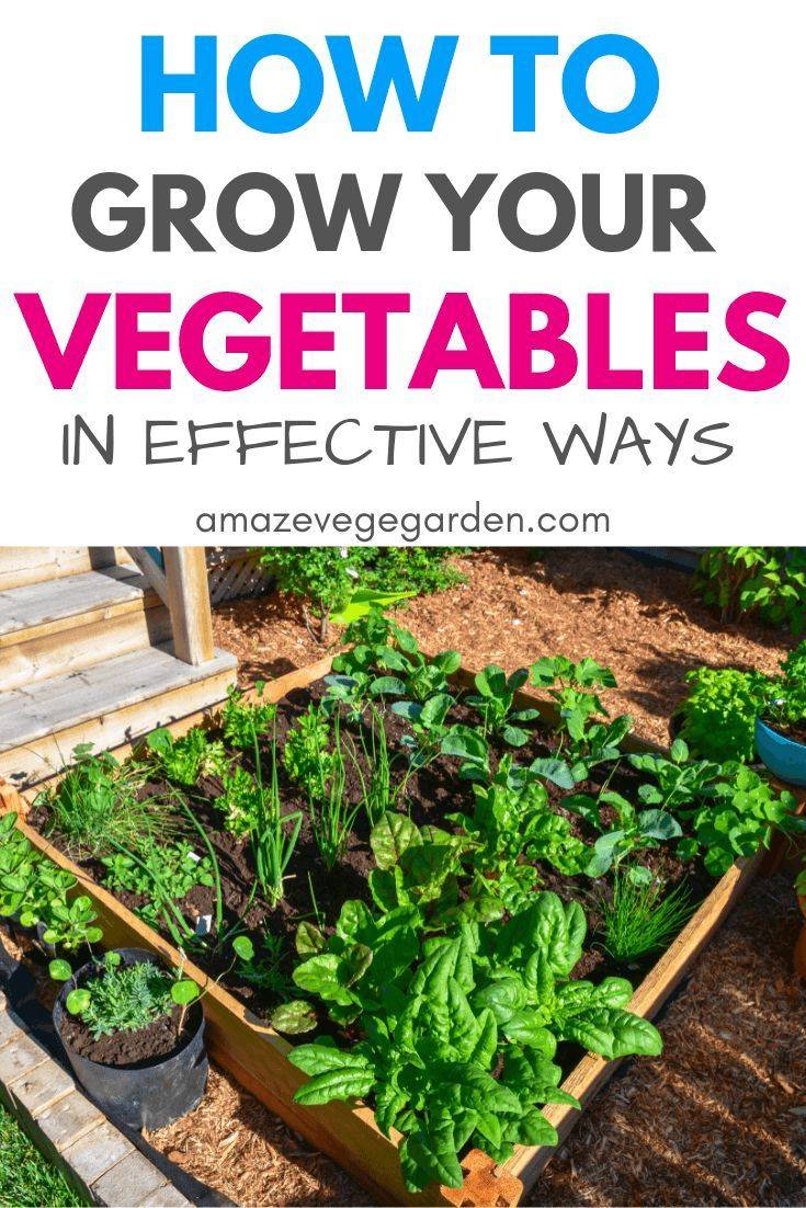 Great Vegetable Garden Ideas