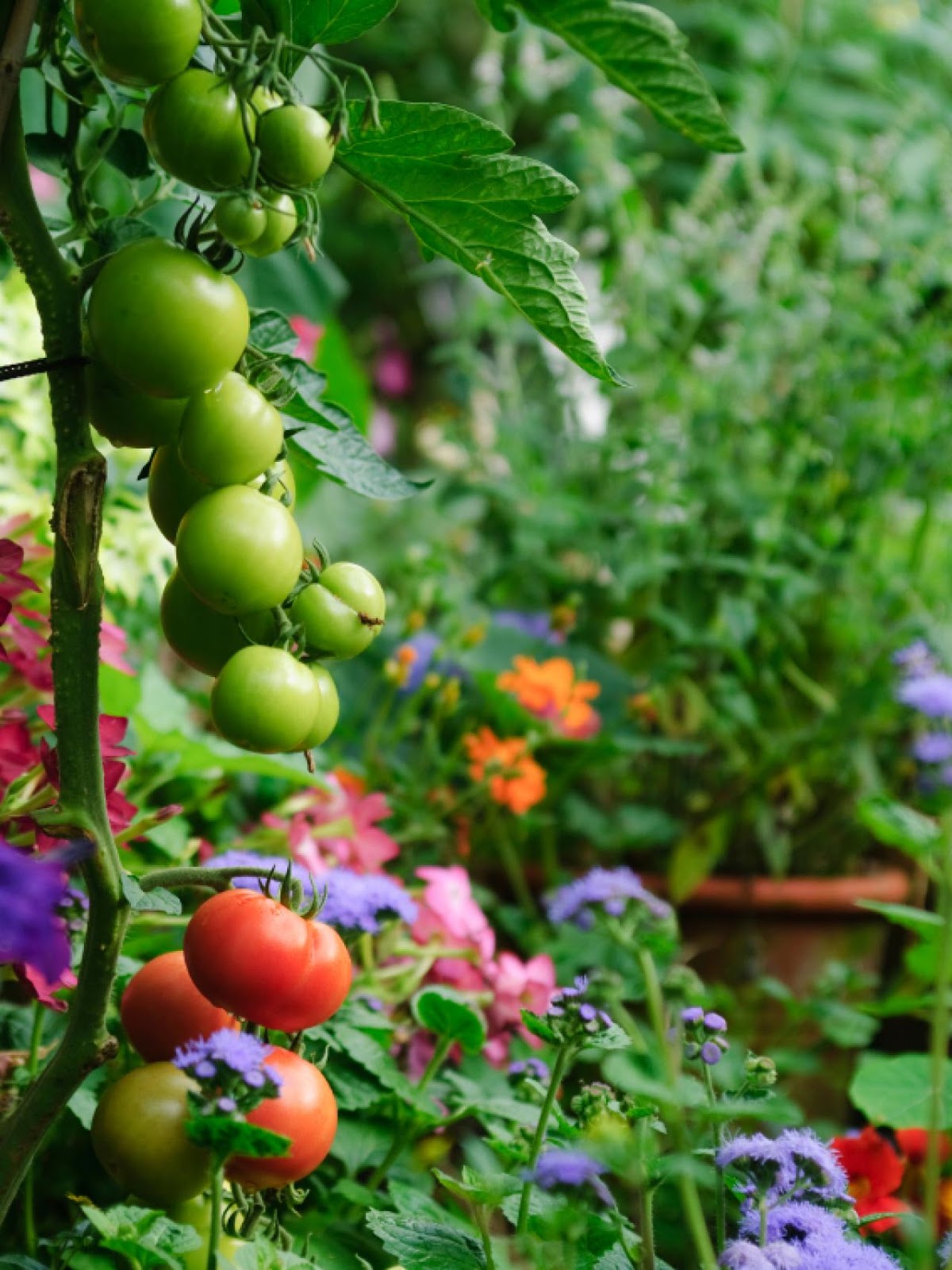 Organic Vegetable Garden