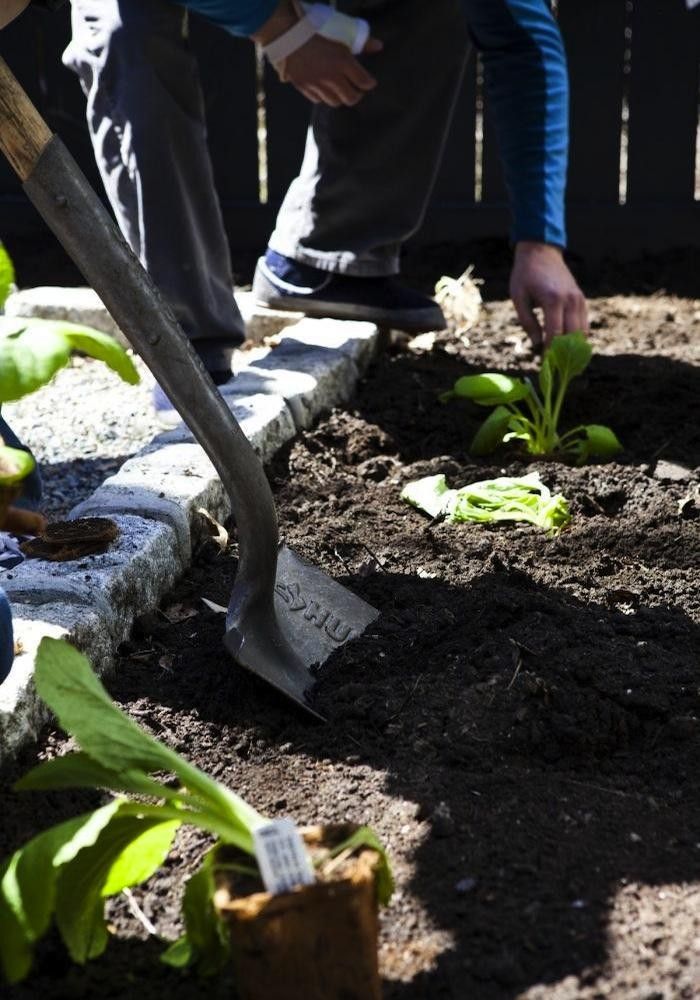 Organic Vegetable Garden