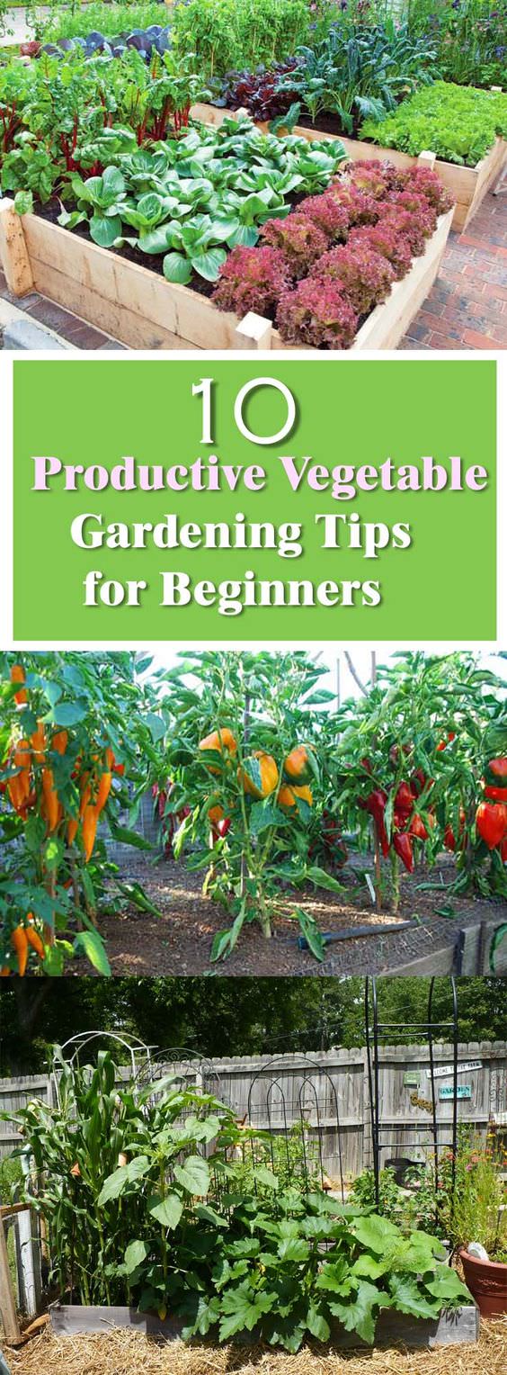 Your Own Vegetables Hornby Garden Designs Vegetable Plants